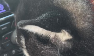 Husky With a Sweet Tea Obsession