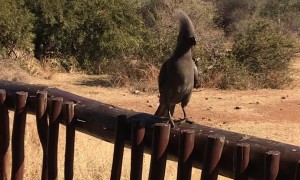 Veterinarian Off the Clock