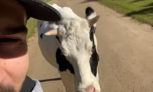 Befriending a Runaway Cow