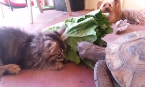Kitten and Tortoise Share Snacks Through Life