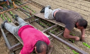 Lying Down on the Job