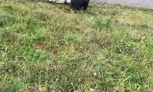 Dog and Dad Slide Down Slope