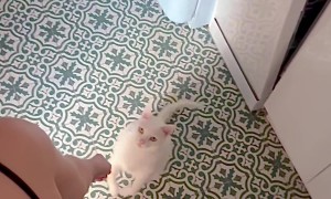 Cat Wants to Show Off His Front Flip