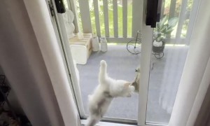 Kitten and Squirrel Play Through Screen Door