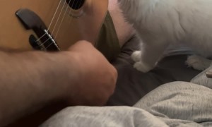 Deaf Maine Coon Kitten Experiences Music for the First Time
