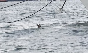 Deer Spotted Swimming Outside NYC