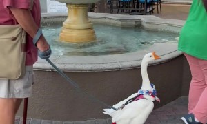 Goose on a Leash