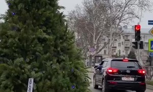 Christmas Tree Transportation