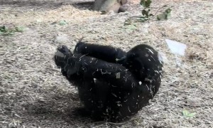Somersaulting Baby Gorilla