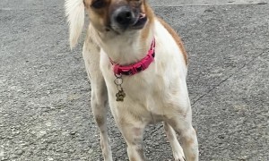 Dog With a Crooked Mouth