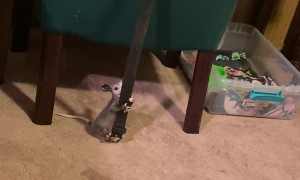 Baby Opossum Marks His Territory