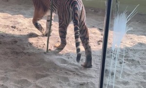 Sumatran Tiger Sprays New Enclosure