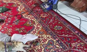 Greyhound Harmonizes With Piano