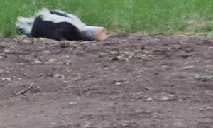 Saving a Skunk Stuck in a Jar