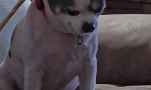 Ollie Demands Scratcher