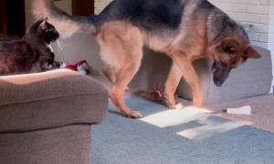 Dog Defeats Batman Shadow