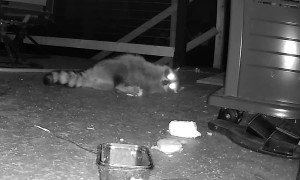 Raccoon Overjoyed with Bread