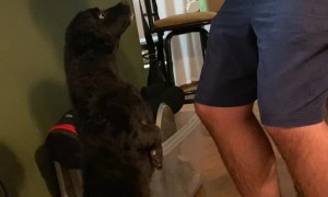 Tiny Dog Begs on Two Legs