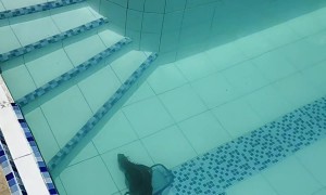 Rescuing an Iguana Out of the Pool