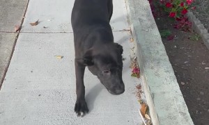 Abused Puppy Rescued by Tourists