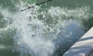 Tarpon Fishing Becomes Contact Sport