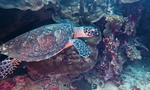 Underwater Art Performance for Peace