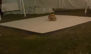 Barry's Ready to Dance