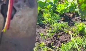 Mouse Lives in a Beetroot