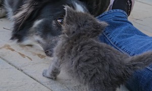 Pup's Pure Joy At New Kitten Friend