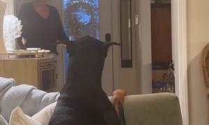 Grandma Gently Directs Doberman Off Couch