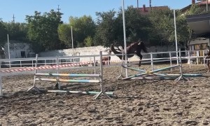 Horse Falls Dramatically Off Obstacle