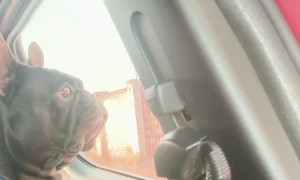 Simba Cries Over a Fish Tank