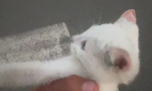 Soldier Rescues Abandoned Kitten