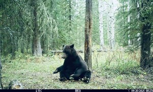 Grizzly at the Old Rub Tree