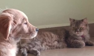 My Cat Just Realized He’s Been Demoted From Only Child to Older Sibling