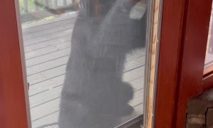 Bear Stands up and Tries to Open Cabin Door