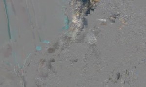 Did Someone Try to Eat a Bee?