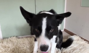 Border Collie Plays Connect Four