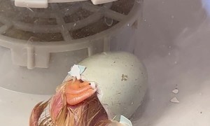 Baby Chick Emerges From Egg