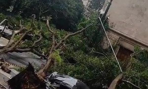 Multiple Cars Crushed by Trees in Downtown Sao Paulo