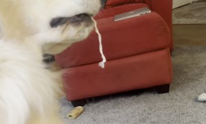 Golden Retriever With a String Hanging Out of His Mouth