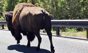 Bison Whisperer