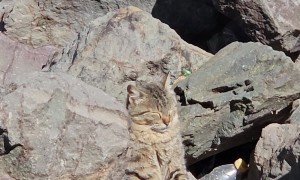 Kitten Sunbathes at  the Beach