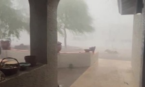 Phoenix Monsoon Storm Knocks Down Tree