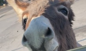 Friendly Donkey