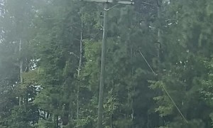 Power Lines Covered in Spider Webs