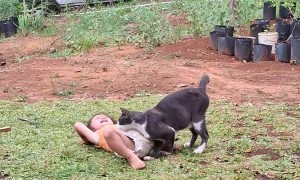 Kiddo Slide-Tackled by the Cat