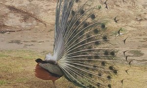 Peacock Stares at a Chicken