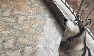 Nonchalant Husky Refuses to Fall for Treat Trick