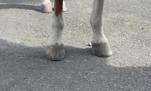 Benny Is Show Arena Ready